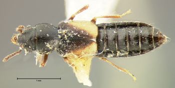 Media type: image;   Entomology 6543 Aspect: habitus dorsal view